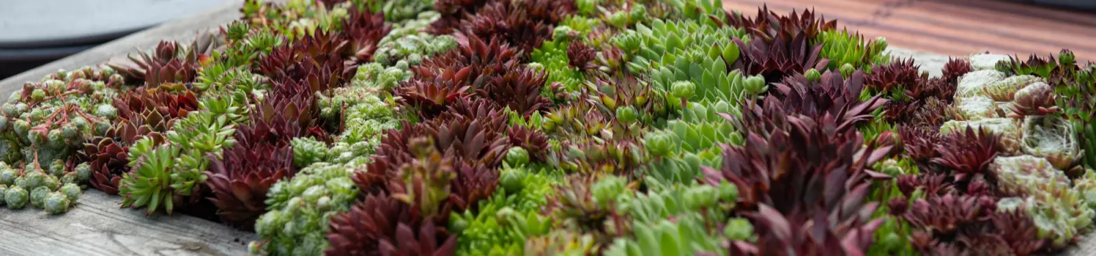 Planten
