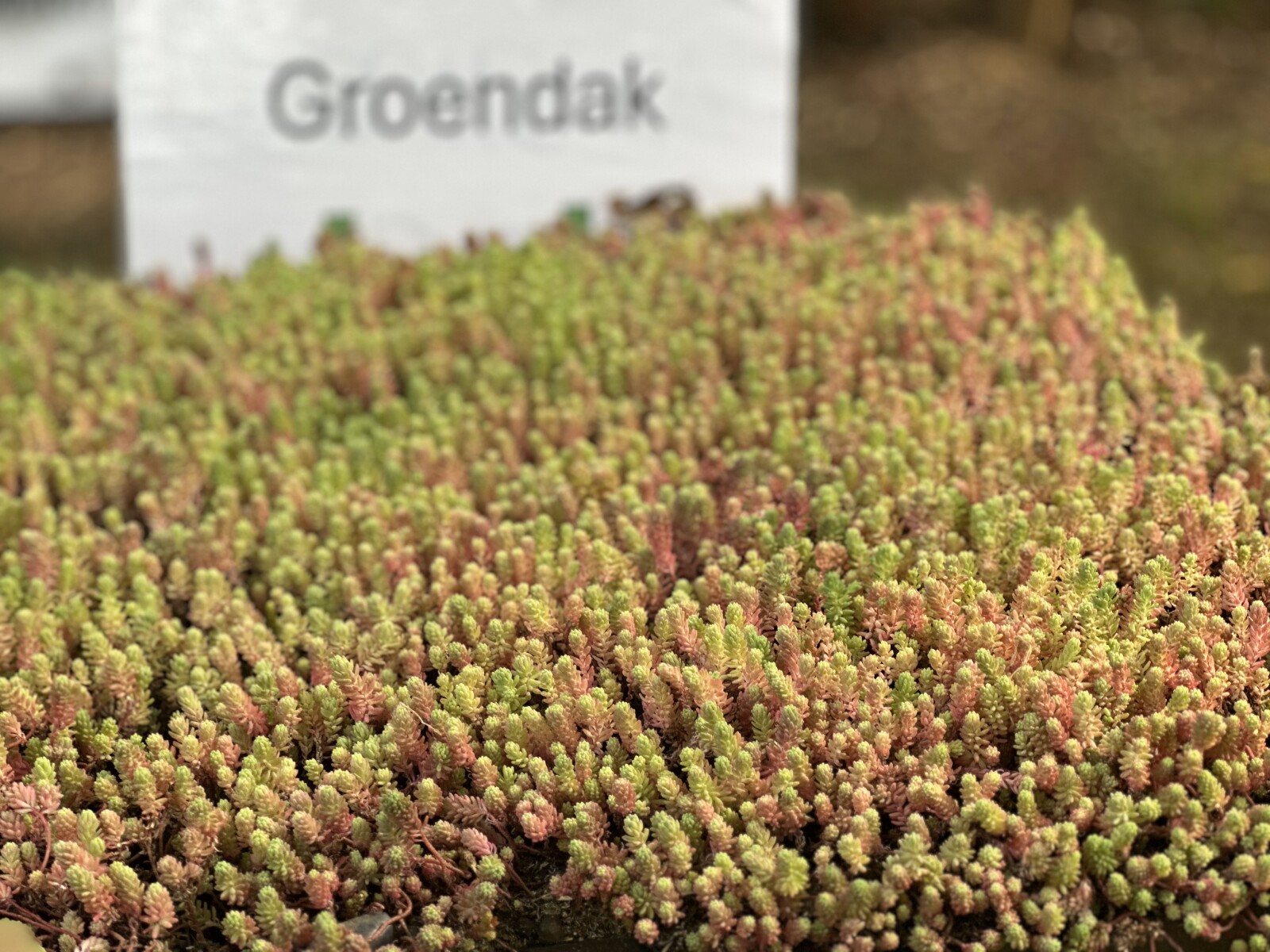 AV Greengineering: groendaken maar ook zoveel meer!