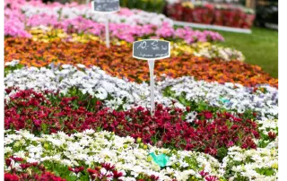 Kleurrijke bloemen