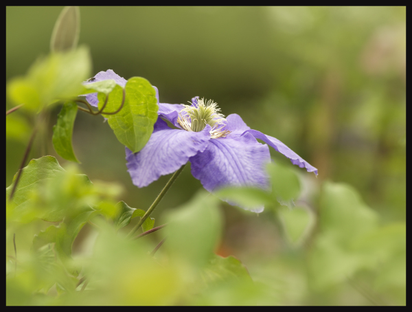 Clematissen = Böttcher